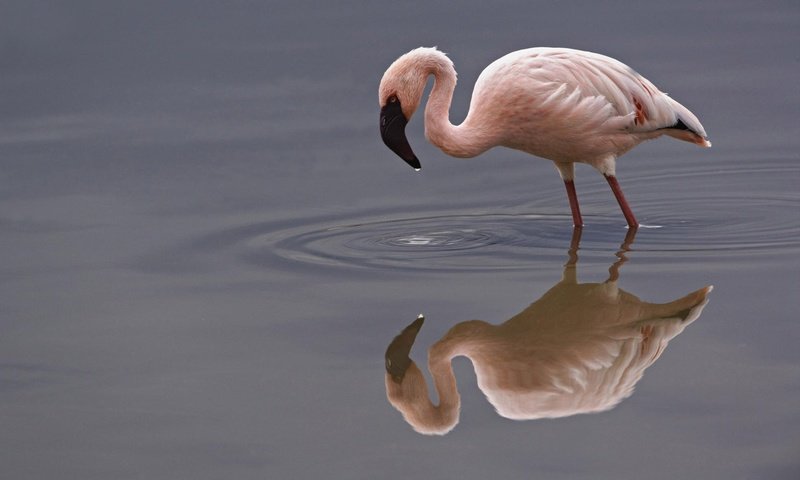 Обои вода, отражение, фламинго, птица, клюв, шея, flamingos, water, reflection, flamingo, bird, beak, neck разрешение 1920x1200 Загрузить
