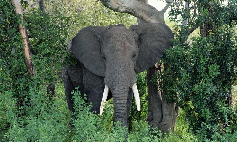 Обои природа, слон, уши, хобот, бивни, африканский слон, nature, elephant, ears, trunk, tusks, african elephant разрешение 1920x1200 Загрузить