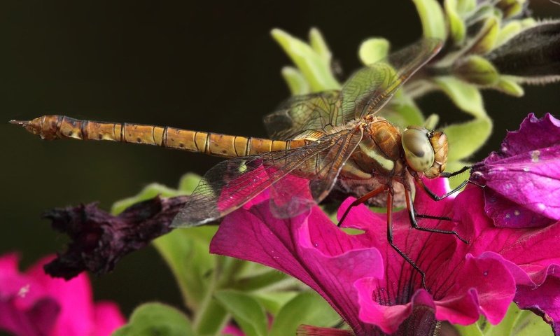 Обои цветы, макро, насекомое, стрекоза, красивая стрекоза, flowers, macro, insect, dragonfly, beautiful dragonfly разрешение 1920x1200 Загрузить