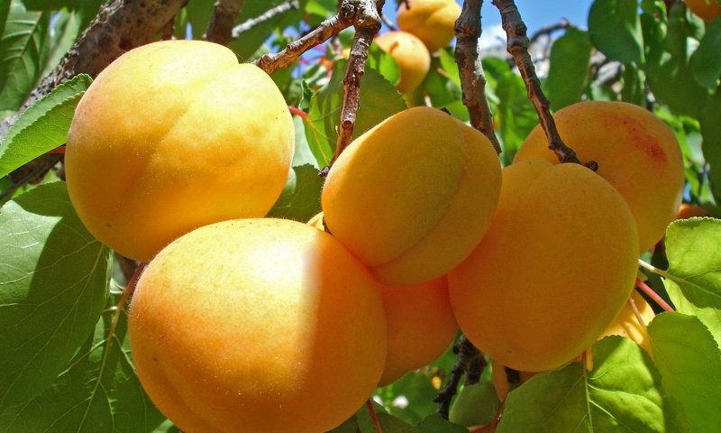 Обои ветка, фрукты, урожай, абрикосы, спелые, абрикосы на веточке, branch, fruit, harvest, apricots, ripe, apricots on a branch разрешение 1920x1409 Загрузить