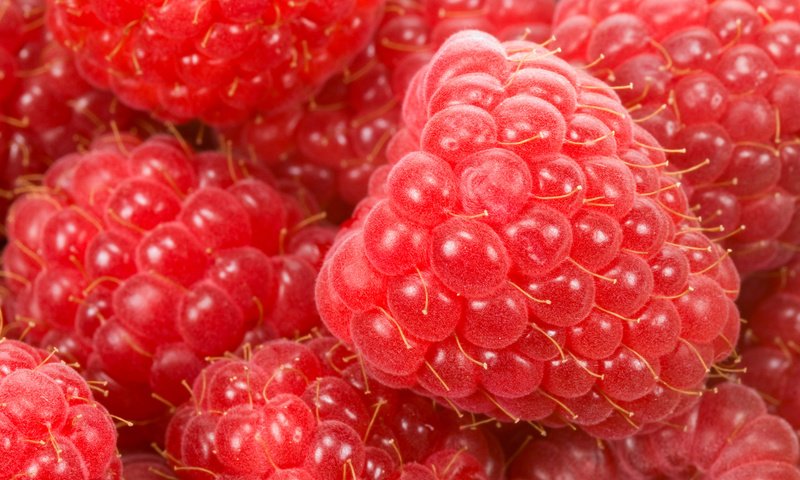 Обои макро, малина, ягода, спелая, красная малинка, macro, raspberry, berry, ripe, red raspberry разрешение 1920x1252 Загрузить