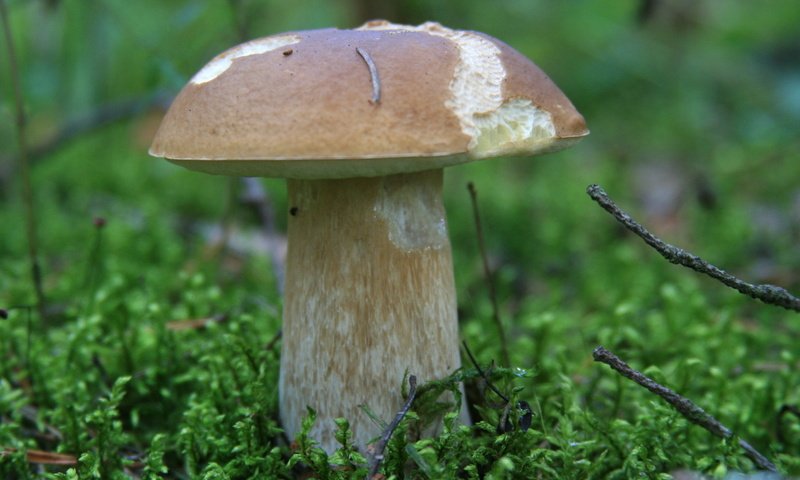 Обои трава, природа, лес, осень, гриб, белый гриб, grass, nature, forest, autumn, mushroom, white mushroom разрешение 1920x1280 Загрузить