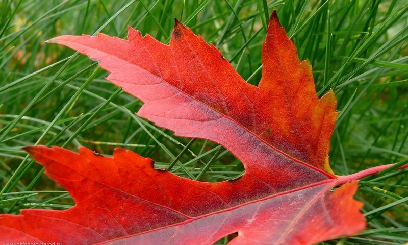 Обои трава, природа, макро, осень, красный, лист, клен, grass, nature, macro, autumn, red, sheet, maple разрешение 1920x1200 Загрузить