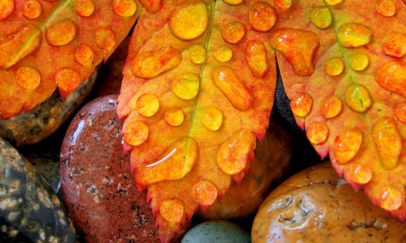 Обои камни, листья, капли, осень, лист, клен, stones, leaves, drops, autumn, sheet, maple разрешение 1920x1200 Загрузить