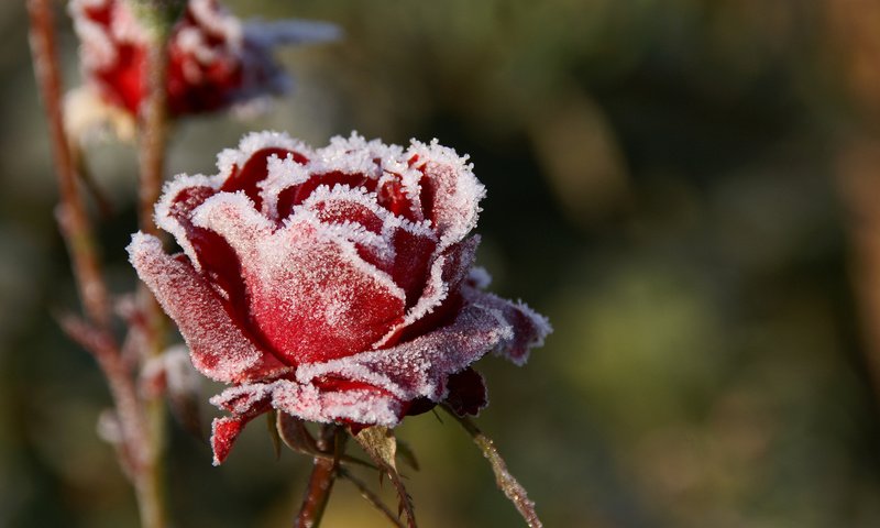Обои цветы, макро, розы, иней, лепестки, красные, размытость, холод, flowers, macro, roses, frost, petals, red, blur, cold разрешение 1920x1280 Загрузить