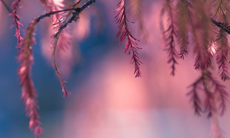 Обои листья, макро, розовый, боке, веточки, leaves, macro, pink, bokeh, twigs разрешение 1920x1277 Загрузить