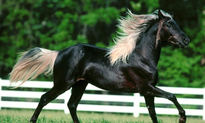 Обои лошадь, черный, конь, красивая, horse, black, beautiful разрешение 1920x1200 Загрузить