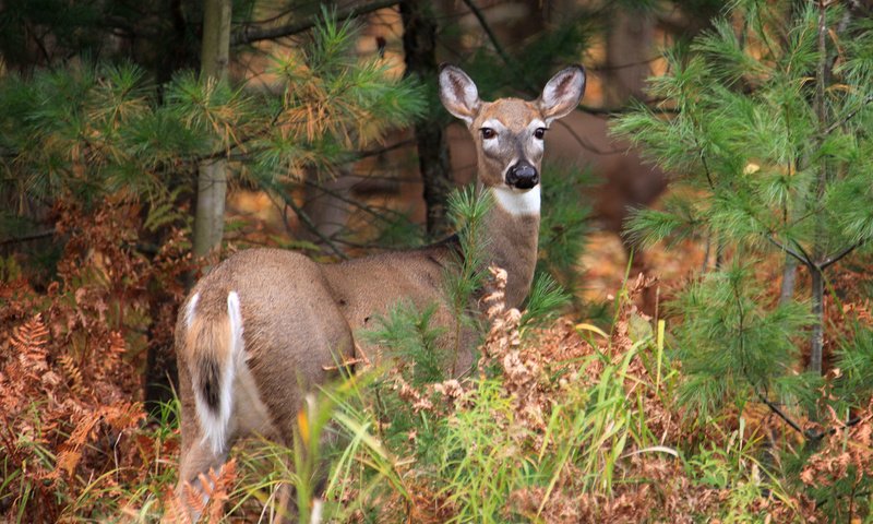 Обои лес, олень, forest, deer разрешение 1920x1200 Загрузить