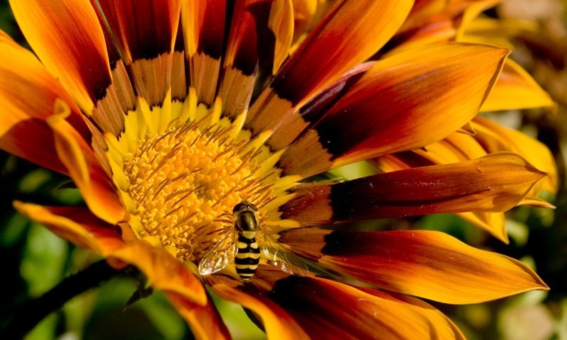 Обои пчела на цветочке, bee on a flower разрешение 1920x1200 Загрузить