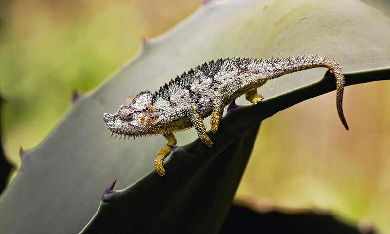 Обои лист, ящерица, колючки, растение, хамелеон, sheet, lizard, barb, plant, chameleon разрешение 1920x1200 Загрузить