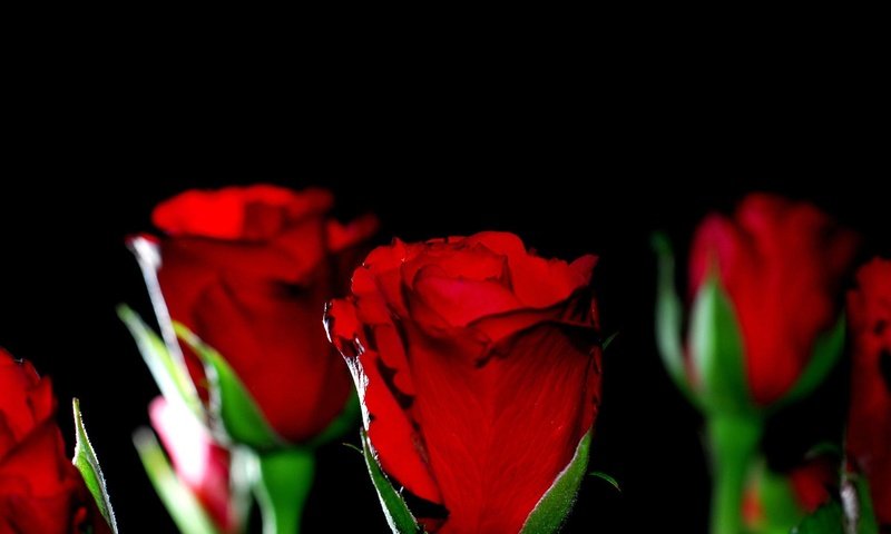 Обои макро, фон, розы, красные, черный, черный фон, macro, background, roses, red, black, black background разрешение 1920x1200 Загрузить