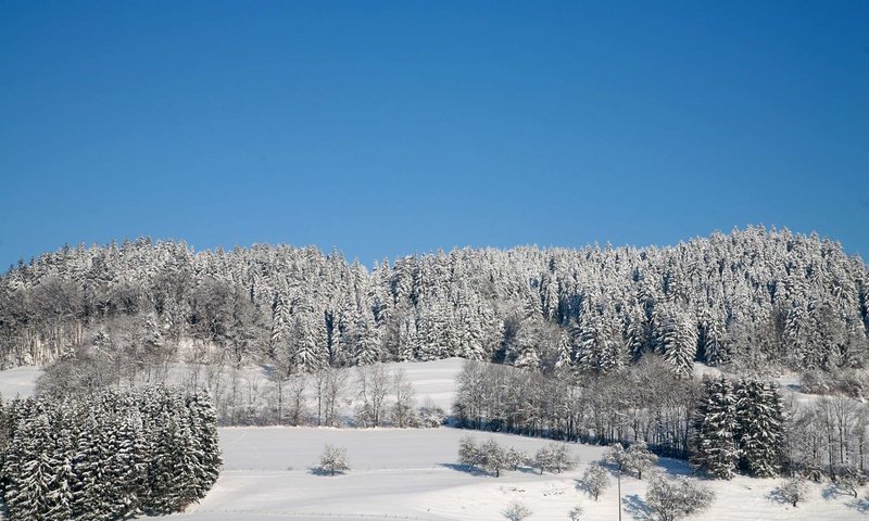 Обои деревья, лес, зима, trees, forest, winter разрешение 1920x1200 Загрузить