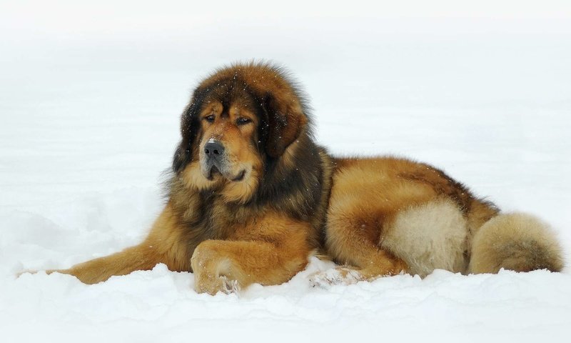 Обои снег, тибетский мастиф, snow, tibetan mastiff разрешение 1920x1200 Загрузить
