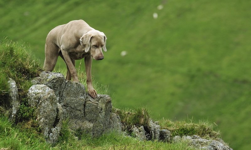 Обои веймаранер, the weimaraner разрешение 1920x1200 Загрузить