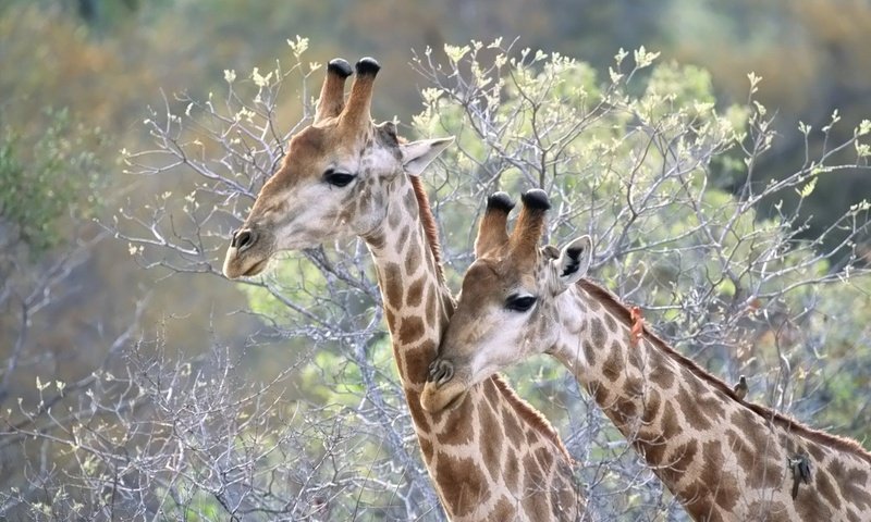 Обои животные, ветки, жираф, жирафы, шея, animals, branches, giraffe, giraffes, neck разрешение 1920x1200 Загрузить
