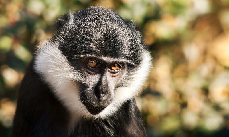 Обои мордочка, взгляд, обезьянка, примат, мартышка, бородатая мартышка, muzzle, look, monkey, the primacy of разрешение 2560x1600 Загрузить