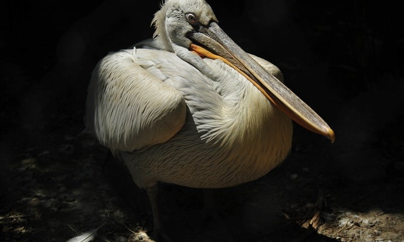 Обои птица, клюв, перья, пеликан, bird, beak, feathers, pelican разрешение 1920x1200 Загрузить
