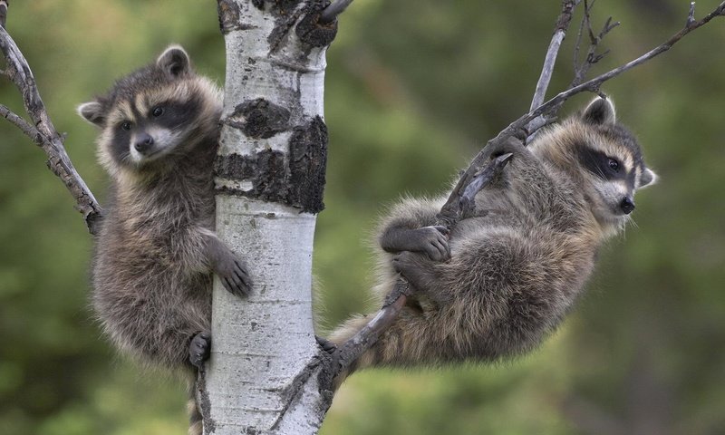 Обои дерево, ветки, два, еноты, енот, енот-полоскун, tree, branches, two, raccoons, raccoon разрешение 1920x1200 Загрузить