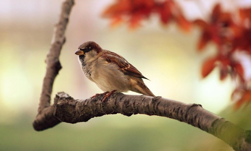 Обои ветка, осень, птица, клюв, воробей, перья, branch, autumn, bird, beak, sparrow, feathers разрешение 1920x1200 Загрузить