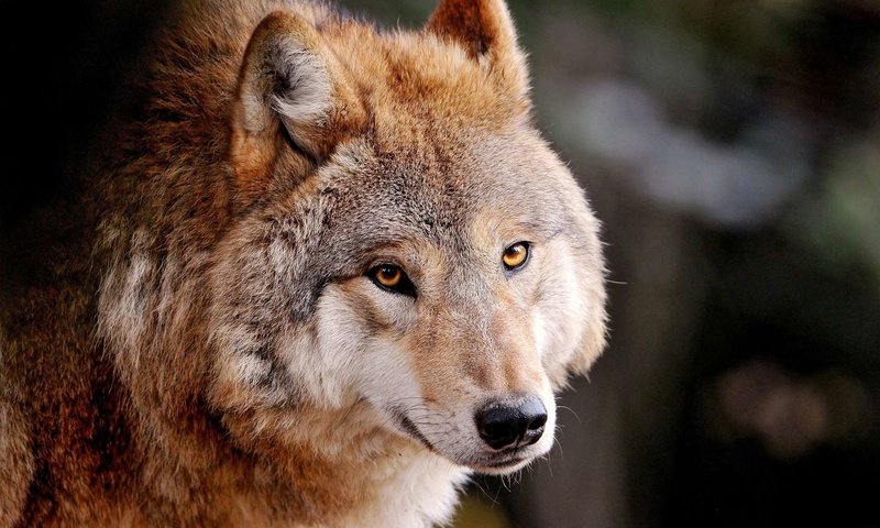Обои глаза, морда, природа, взгляд, хищник, волк, eyes, face, nature, look, predator, wolf разрешение 1920x1200 Загрузить