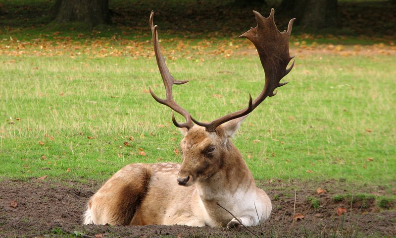 Обои олень, рога, deer, horns разрешение 1920x1200 Загрузить