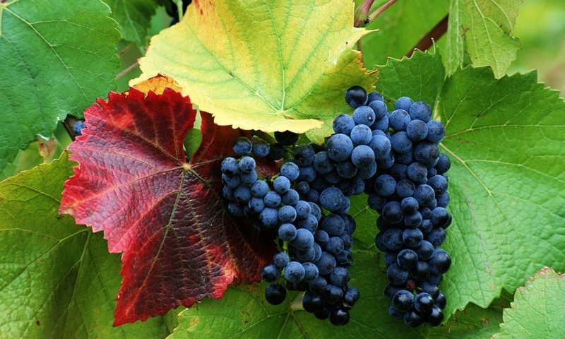 Обои виноград, черный, кисть, гроздь, виноградная лоза, grapes, black, brush, bunch, vine разрешение 1920x1200 Загрузить