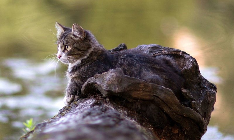 Обои смотрит, котенок, looks, kitty разрешение 1920x1200 Загрузить