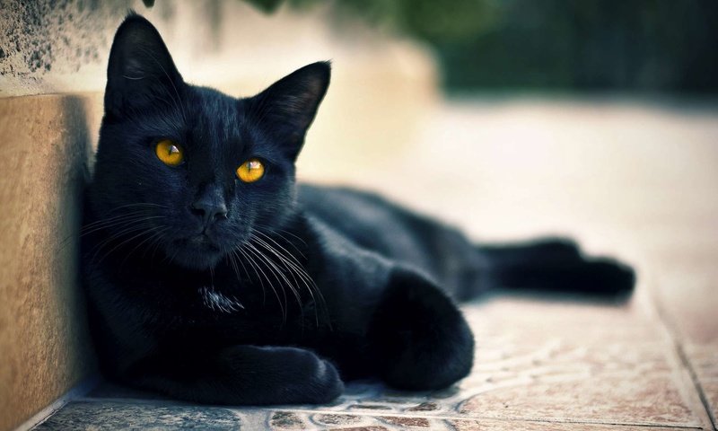 Обои кот, мордочка, кошка, взгляд, лапки, черный кот, желтые глаза, cat, muzzle, look, legs, black cat, yellow eyes разрешение 1920x1200 Загрузить