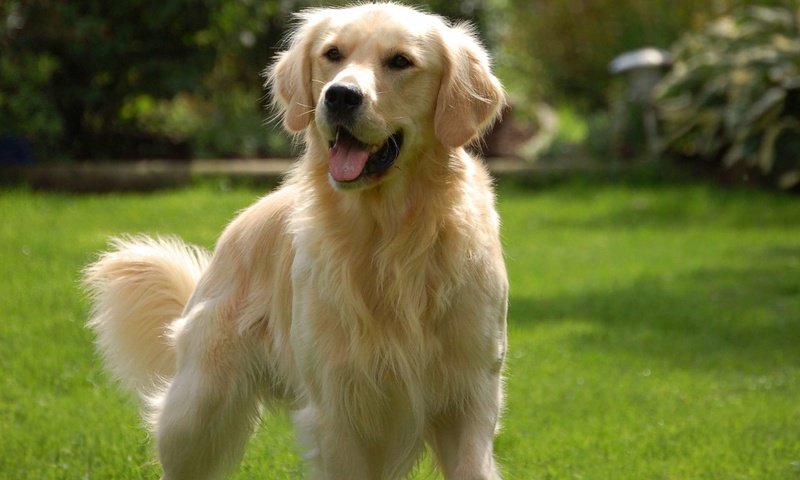 Обои золотистый, ретривер, golden, retriever разрешение 1920x1200 Загрузить