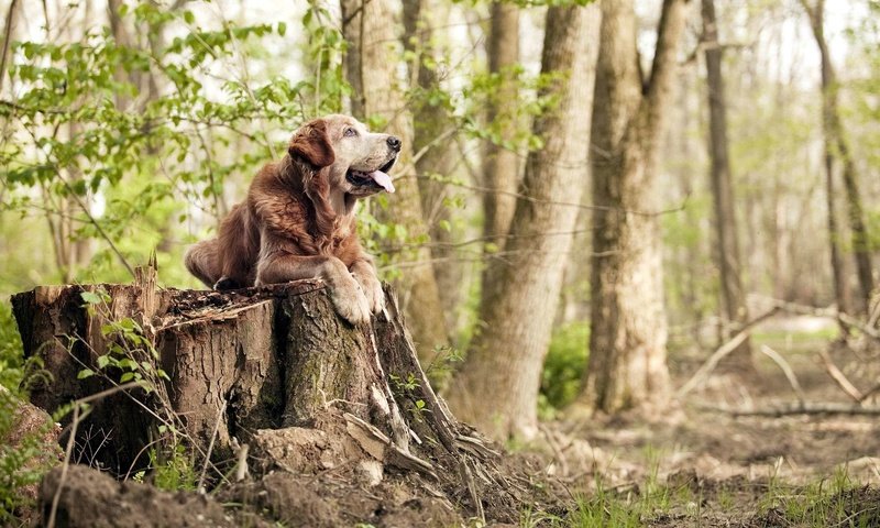 Обои трава, дерево, лес, собака, язык, пень, grass, tree, forest, dog, language, stump разрешение 1920x1200 Загрузить