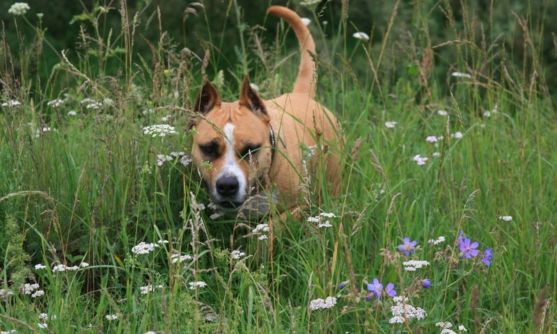 Обои цветы, трава, собака, друг, flowers, grass, dog, each разрешение 1920x1280 Загрузить