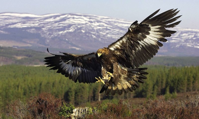 Обои крылья, орел, птица, wings, eagle, bird разрешение 1920x1080 Загрузить