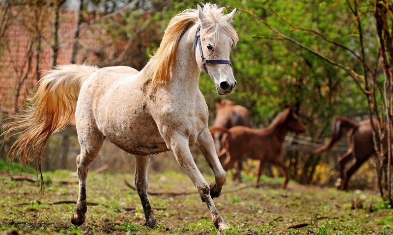 Обои лошадь, конь, грива, бег, копыта, horse, mane, running, hooves разрешение 1920x1200 Загрузить