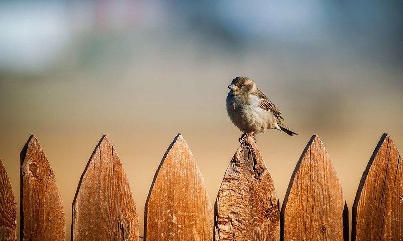 Обои забор, птица, воробей, the fence, bird, sparrow разрешение 1920x1200 Загрузить