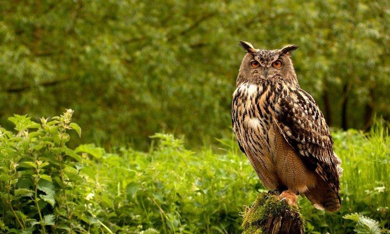 Обои сова, природа, лес, взгляд, птица, филин, оперение, owl, nature, forest, look, bird, tail разрешение 1920x1200 Загрузить