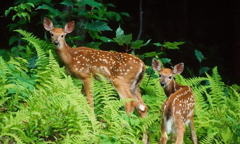 Обои лес, животные, олени, папоротник, молодые, пятнистые, forest, animals, deer, fern, young, spotted разрешение 1920x1200 Загрузить