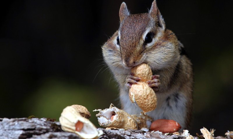 Обои орехи, животное, зверек, скорлупа, арахис, бурундук, грызун, nuts, animal, shell, peanuts, chipmunk, rodent разрешение 2560x1600 Загрузить
