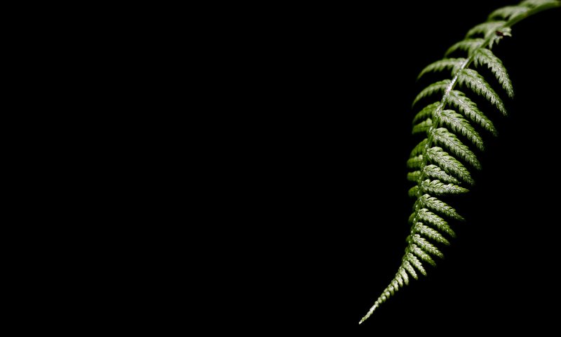 Обои темный фон, лист папоротника, the dark background, fern разрешение 2560x1600 Загрузить