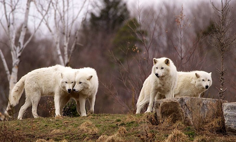 Обои хищники, волки, стая, predators, wolves, pack разрешение 1920x1200 Загрузить