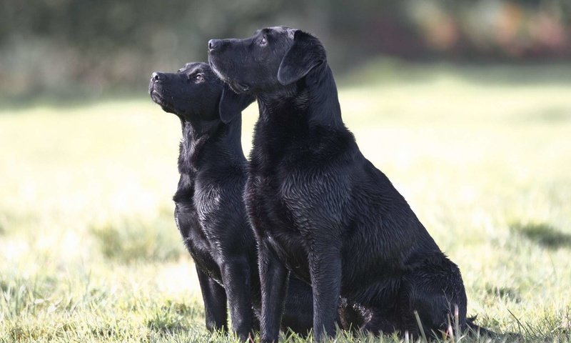 Обои трава, чёрные, лабрадор, собаки, сидят, две собаки, grass, black, labrador, dogs, sitting, two dogs разрешение 1920x1200 Загрузить