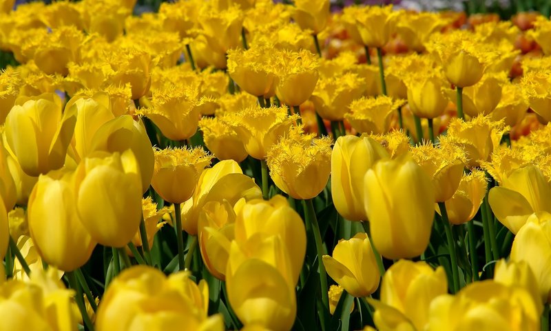 Обои цветы, природа, поле, тюльпаны, желтые, flowers, nature, field, tulips, yellow разрешение 1920x1200 Загрузить