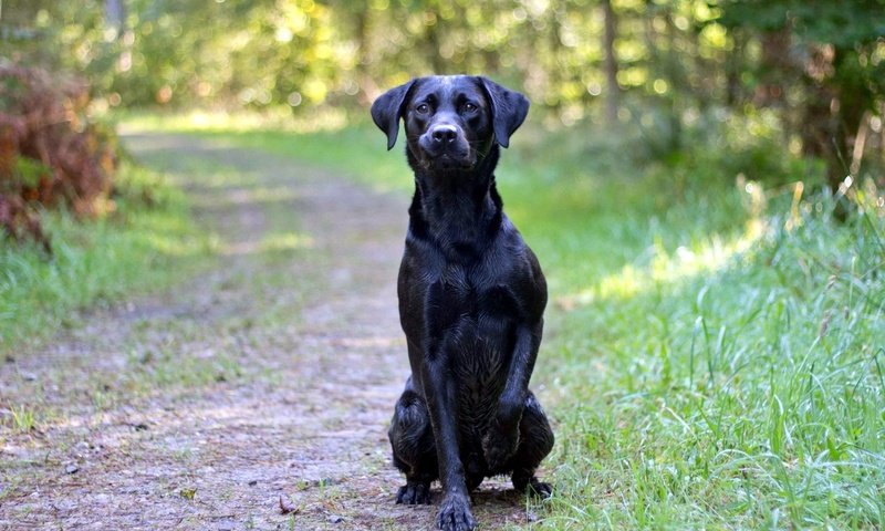 Обои дорога, лес, взгляд, собака, друг, черная, road, forest, look, dog, each, black разрешение 1920x1200 Загрузить