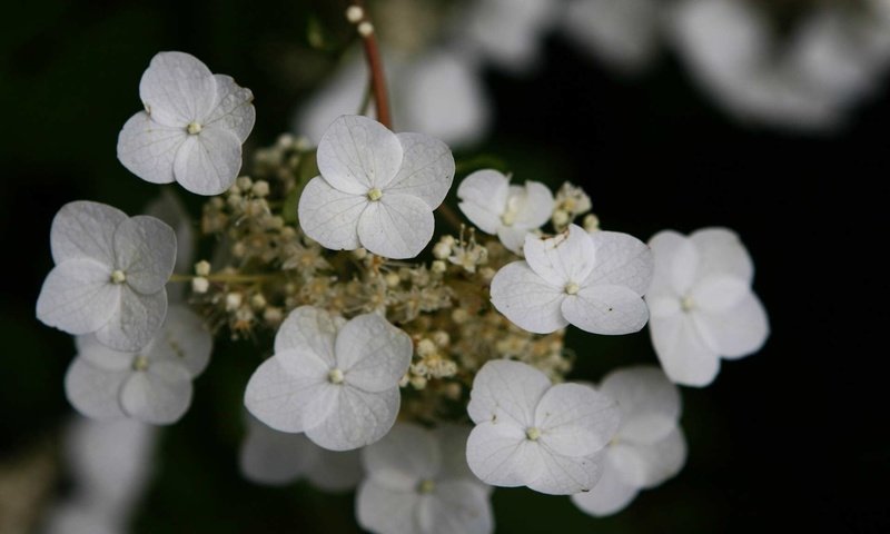 Обои цветы, макро, черный фон, белые, гортензия, flowers, macro, black background, white, hydrangea разрешение 1920x1200 Загрузить