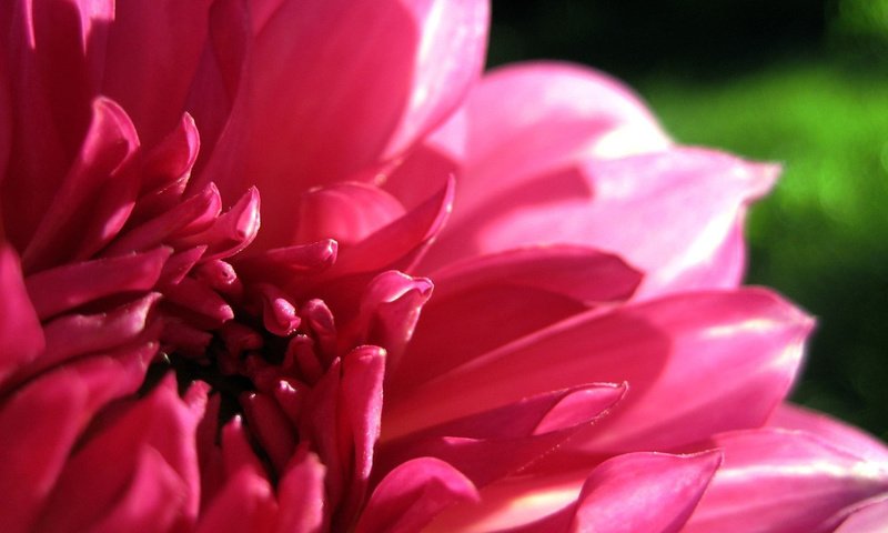 Обои макро, цветок, лепестки, розовый, георгин, macro, flower, petals, pink, dahlia разрешение 1920x1200 Загрузить