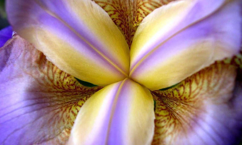 Обои макро, цветок, лепестки, ирис, крупным планом, macro, flower, petals, iris, closeup разрешение 1920x1200 Загрузить