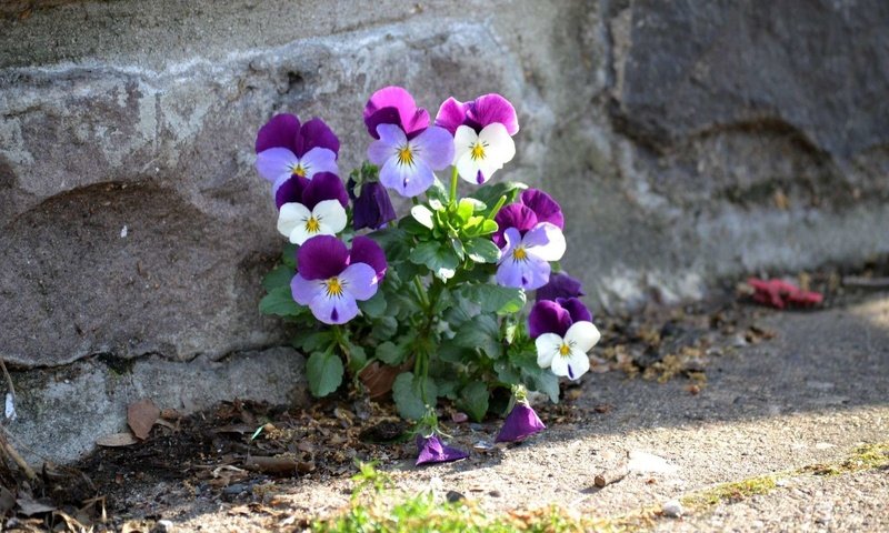 Обои цветы, стена, анютины глазки, садовые фиалки, flowers, wall, pansy, garden violets разрешение 1920x1200 Загрузить