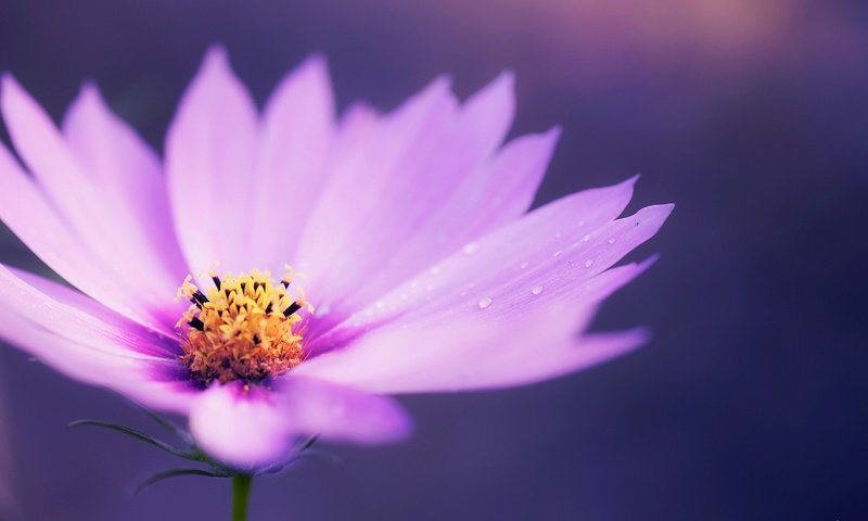 Обои макро, цветок, капли, лепестки, ромашка, сиреневая, macro, flower, drops, petals, daisy, lilac разрешение 1920x1200 Загрузить