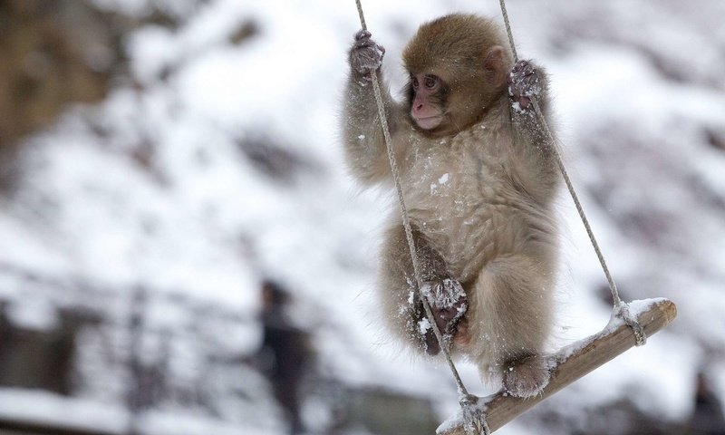 Обои обезьяна, качели, обезьянка, снежная, японская макака, monkey, swing, snow, japanese macaque разрешение 1920x1200 Загрузить