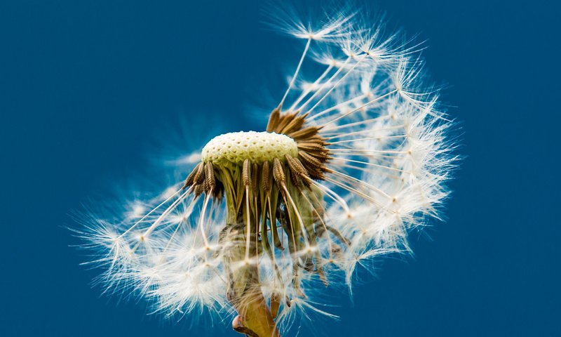 Обои макро, фон, цветок, одуванчик, пушинки, macro, background, flower, dandelion, fuzzes разрешение 2560x1600 Загрузить