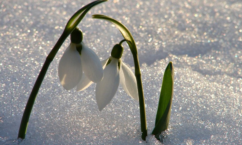 Обои цветы, снег, весна, подснежники, flowers, snow, spring, snowdrops разрешение 2560x1600 Загрузить